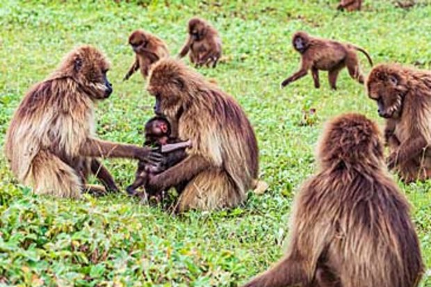Group of gelada baboons (Getty)