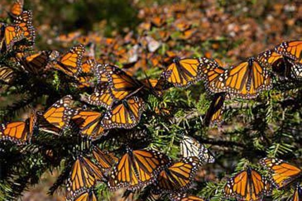 Monarch butterflies (Getty)