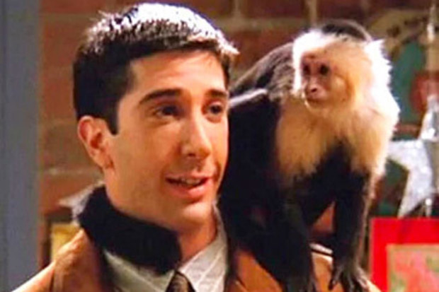David Schwimmer and Capuchin monkey (Warner Bros)