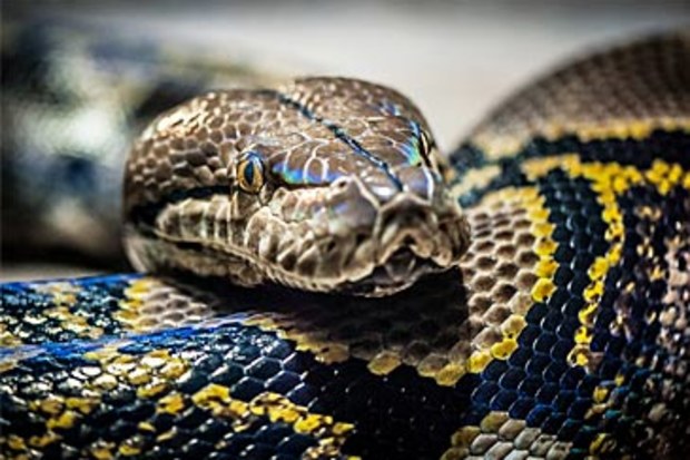 Reticulated python (Getty)