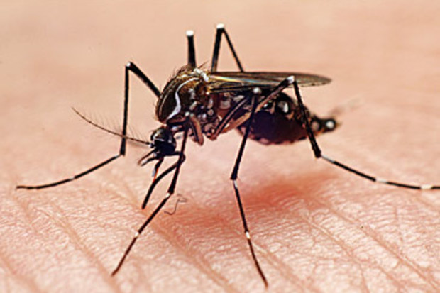 Mosquito (Getty)