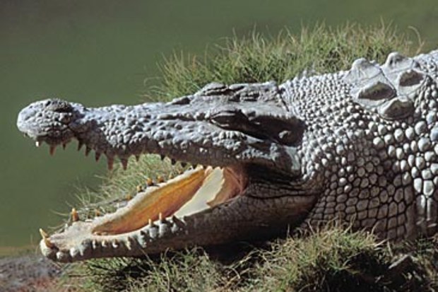 Saltwater crocodile (Getty)