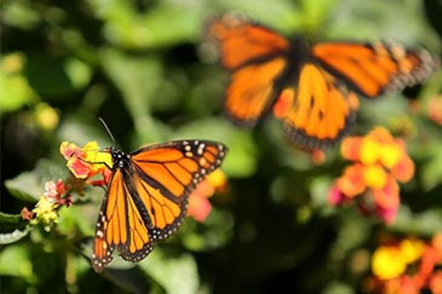 Monarch butterflies (Getty)