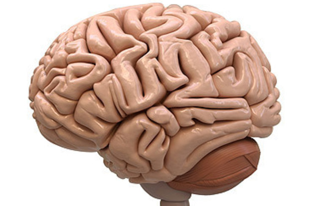 3D rendering of brain (iStock)