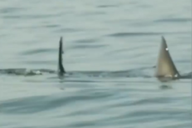 Katharine, great white shark resurfaces after months off radar.