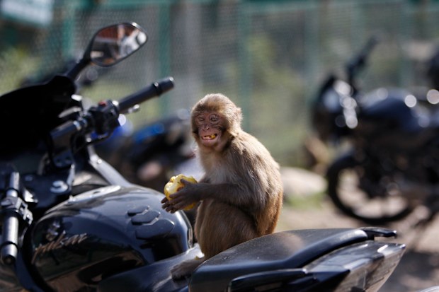 The monkey snatched the baby from a mother in an Indian village, before it was later found dead by local authorities. (AAP)
