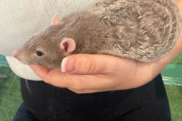 One of Dianne Osborne's rats at the Sydney Royal Easter Show for the Rat & Mouse Competition.