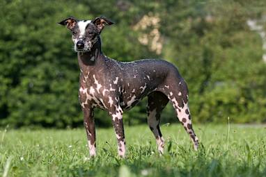 Peruvian Hairless Dog 