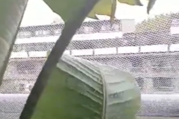 They wrapped our entire apartment balcony in netting.