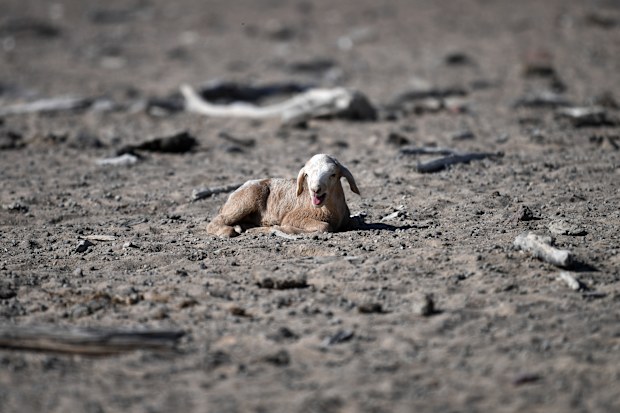 Although communities in drought-stricken NSW are rejoicing due to recent rainfall, the struggle is far from over. 
