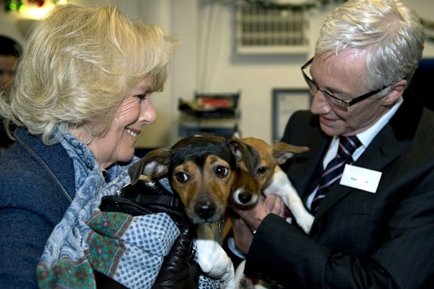 Camilla, Duchess of Cornwall, stands next to television presenter Paul O'Grady while holding her two adopted dogs Bluebell and Beth during a visit to the the Battersea Dogs & Cats Home in London on December 12, 2012.  