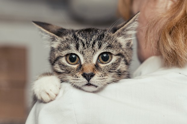 rescue cat