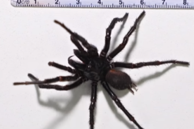 Hemsworth funnel web spider , biggest spider ever handed into Asu reptile park