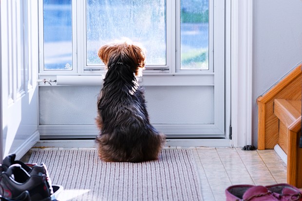 Photo taken in Ajax, Canada dog waiting at door
