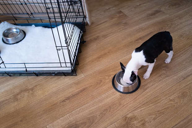 Crate training puppies
