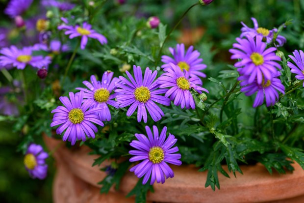 Brachyscome iberidifolia, the Swan River daisy, is an annual herb found in Western Australia.