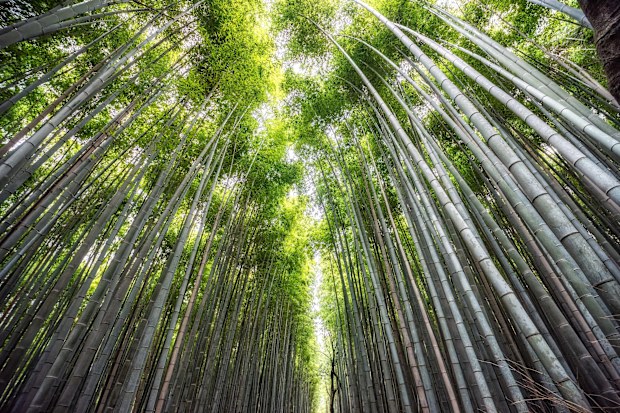 rather than visiting the packed Arashiyama Bamboo Forest in Kyotobamboo forest in Kyoto, we headed to the slightly less popular Sagano Bamboo grove. 