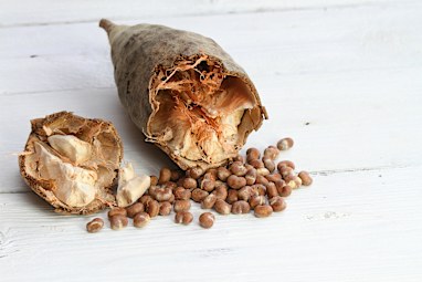 4. Seeds