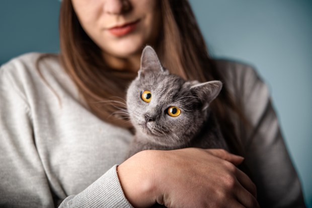 grey cat and its owner on a blue background.