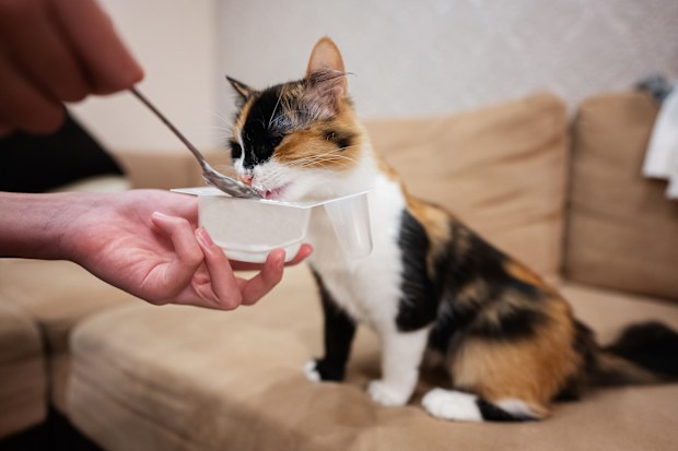 Foods cats can eat but probably shouldn't