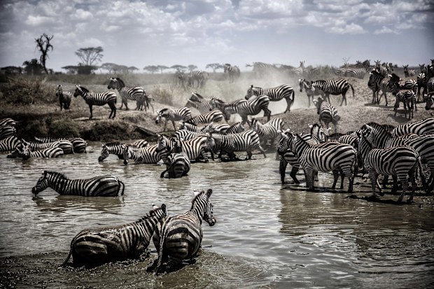 Animal migrations are an amazing sight- but we were happy to see just a handful of creatures.