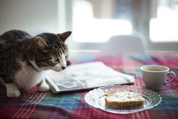 Foods cats can eat but probably shouldn't