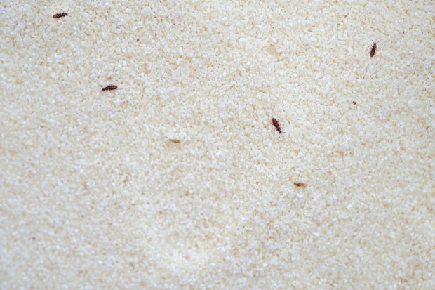 The confused flour beetle Tribolium confusum on semolina top view. Small brown beetles on croup, harmful insects in food.