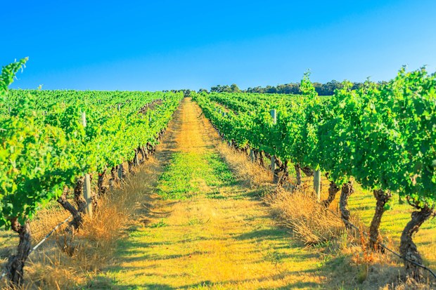 If you're looking for inspiration a wine-themed trip, the Margaret River claimed 63 per cent of WA titles.
