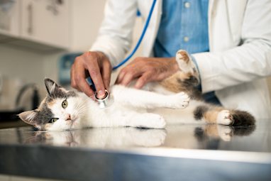 3. Veterinarians
