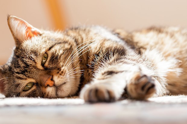 Very tired old cat "Pedro" is resting on carpet under the sunlight - selective focus