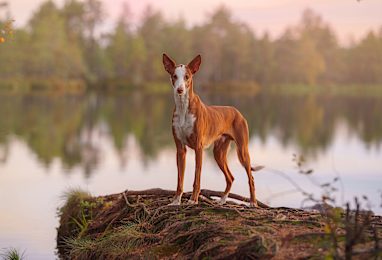 3. Ibizan Hound