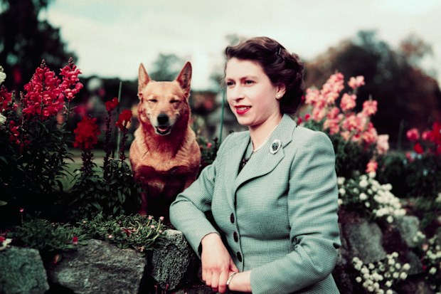 Queen Elizabeth II of England at Balmoral Castle with one of her Corgis, 28th September 1952. UPI color slide.