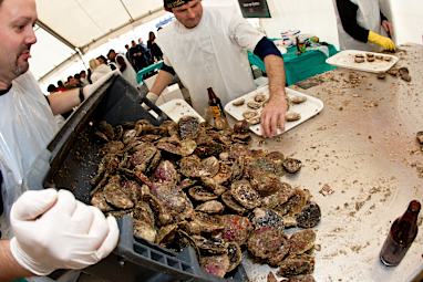 2. Bluff Oysters (tio para) - in season from March to August
