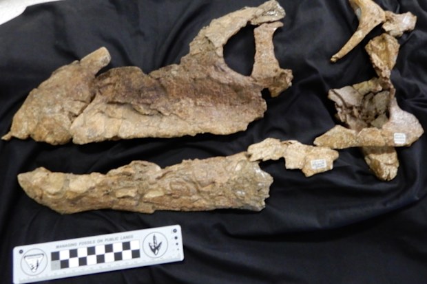 A 'near-complete' dinosaur skull has been found in Queensland in what experts say offers a new insight into lives of the creatures in Australia almost 100 million years ago.