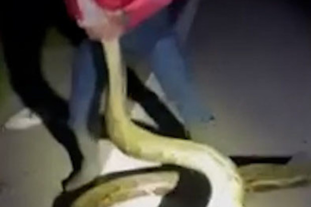A group of hunters captured the longest burmese python ever documented in Florida, measuring 5.7m long.It tops the 2020 record of 5.48m.