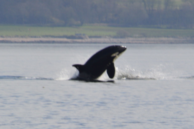 The pod, believed to include five adults and a youngster, were sighted near Dunoon. (AAP)
