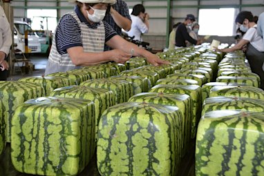 Cube Watermelon