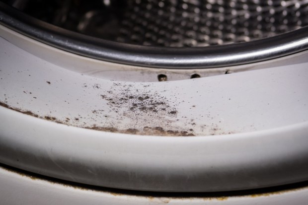 mouldy front loader washing machine seal