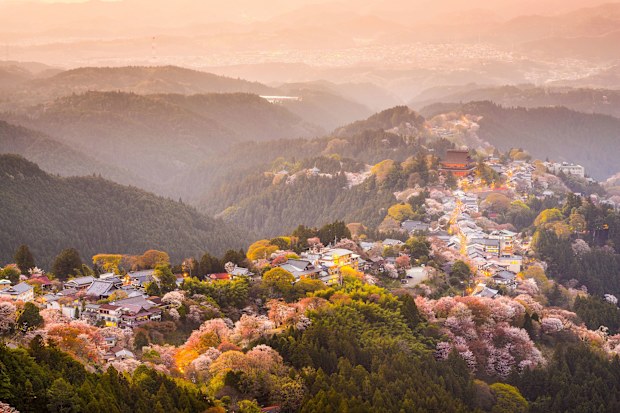 Cherry blossoms