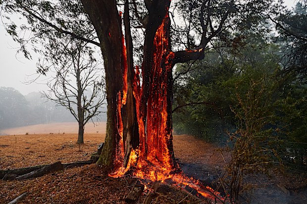 A tree burns from the inside out hours after the fire front had past on January 05, 2020 in Bundanoon, Australia. 