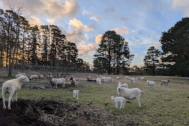 aruna estate penrose southern highlands