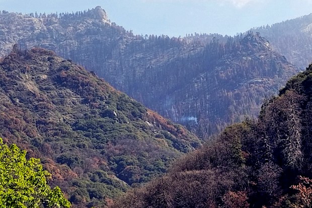 A giant sequoia has been found smoldering and smoking in an area of Sequoia National Park burned by one of the huge wildfires that scorched California last year.