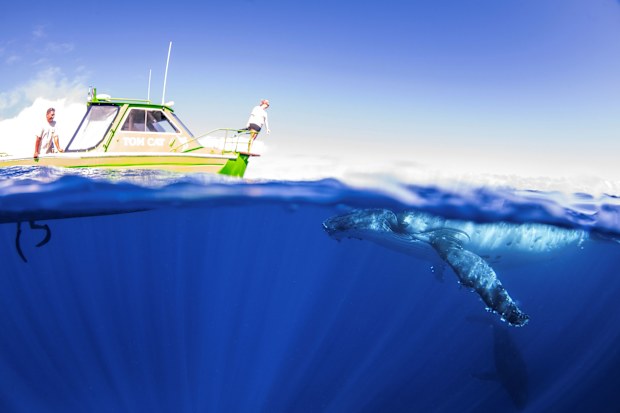 Majestic Whale Encounters.