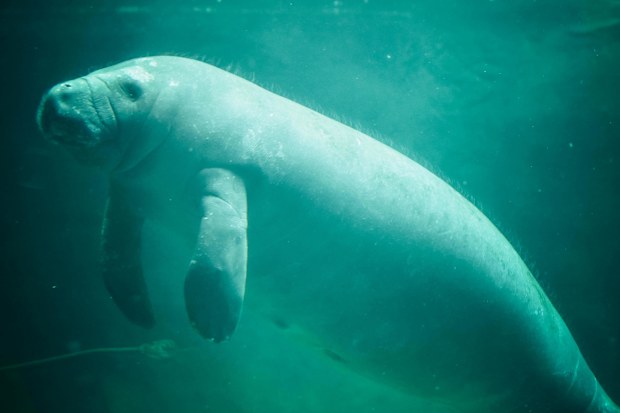 Stock image of a dugong