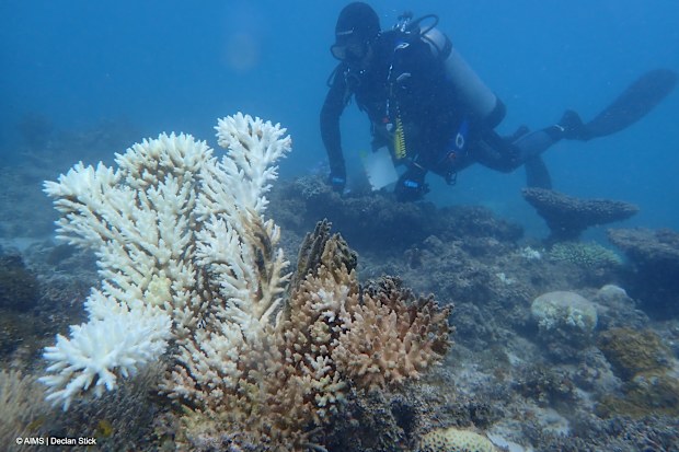 A prolonged marine heatwave has caused the worst coral bleaching event on record for Western Australia, according to a new scientific report.