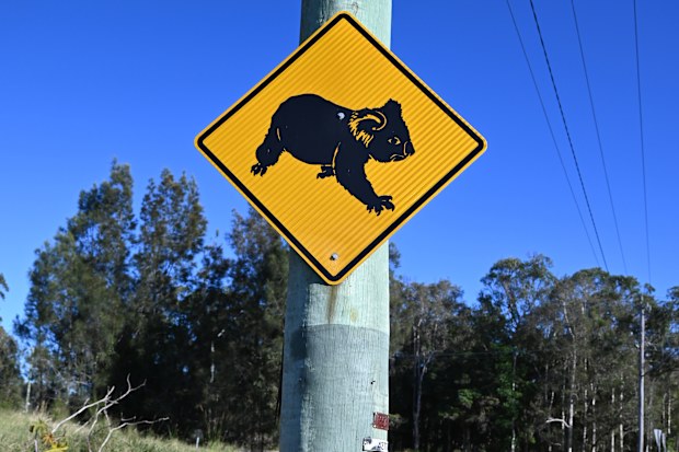 Warning about crossing koalas in Port Macquarie on 8 June 2024