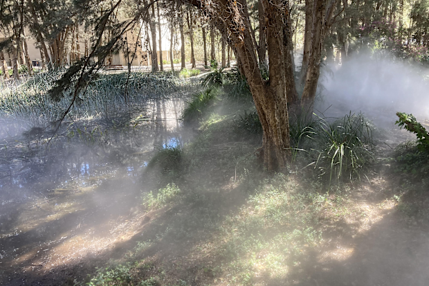 Foggy