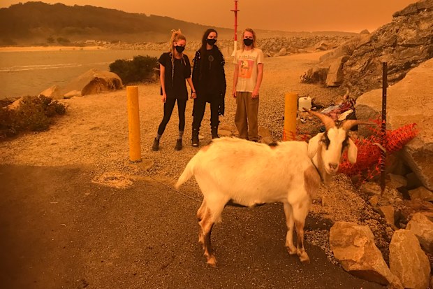 Emerald Adams, Katarzyna Krilov and Lachlan Reilly are seen with their goat Hansel in Narooma, NSW, Saturday, January 4, 2020. They have evacuated Central Tilba because of the fire danger forecast on Saturday. (AAP Image/Dominica Sanda)