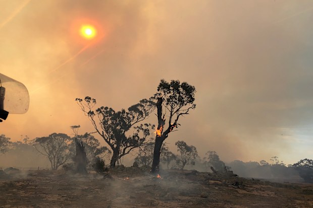 Three billion animals are estimated to have died and 24 million hectares of land was burnt in the 2019 - 2020 fires.