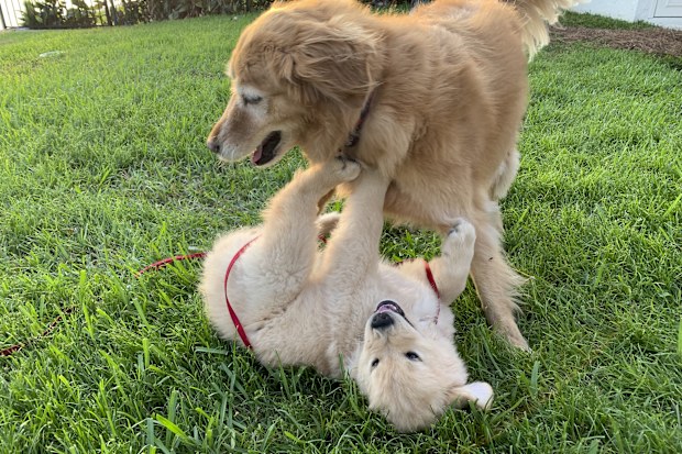 Golden retriever puppy and golden retriever adult wrestle in the grass.